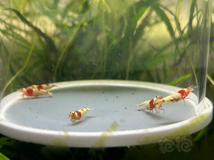【水晶虾】纯血红白繁殖组两公三母（全部带蛋）-图3