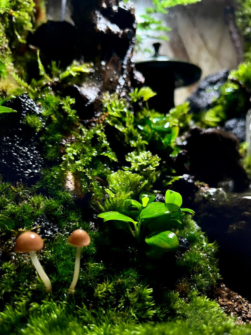 【微景观】新长的蘑菇-图1