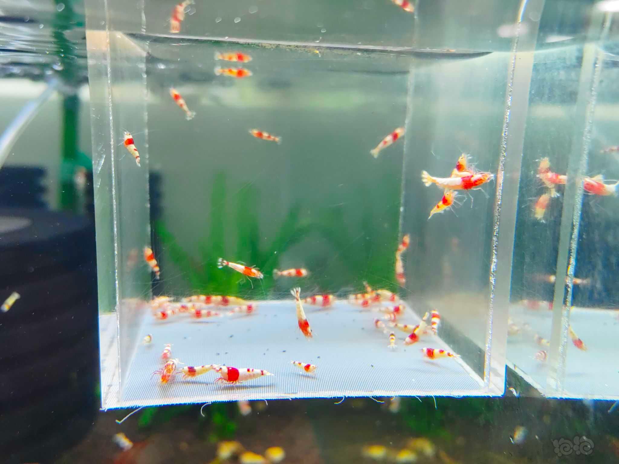 【水晶虾】出一份红白纯血苗子-图1