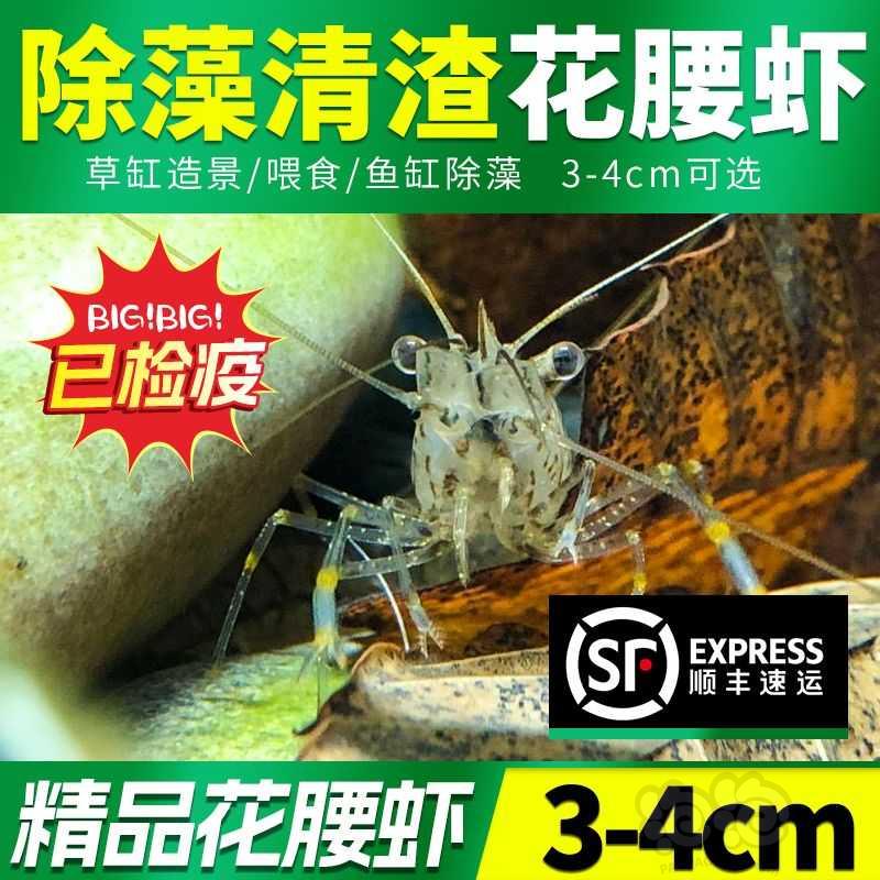 【虾螺】黑壳虾，花腰虾，正宗台湾大河藻虾，观赏彩虾，-图3