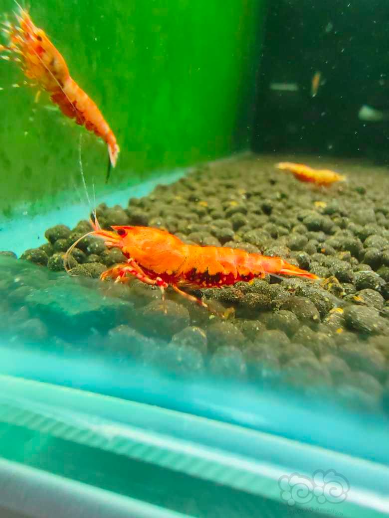 【水晶虾】红莽，种虾，出售-图4