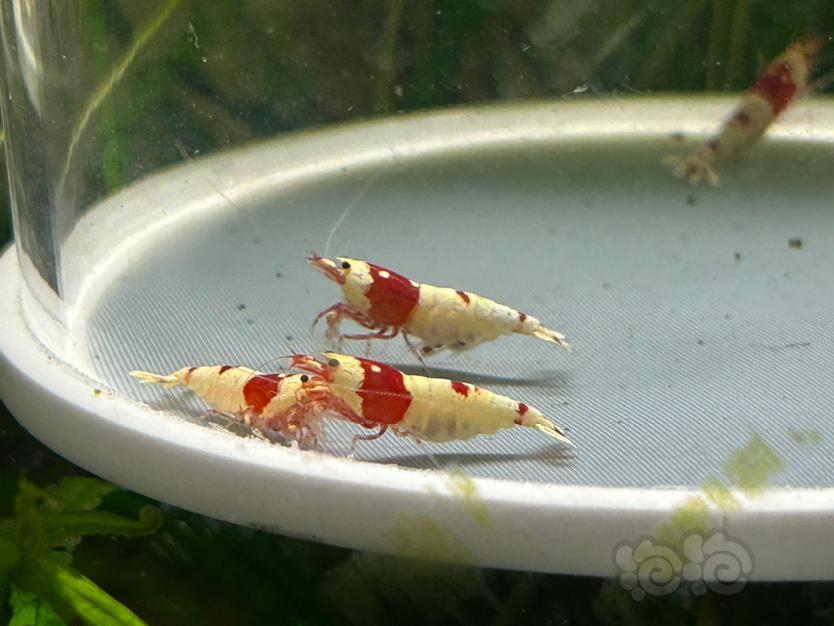 【水晶虾】纯血红白繁殖组两公三母（全部带蛋）-图1