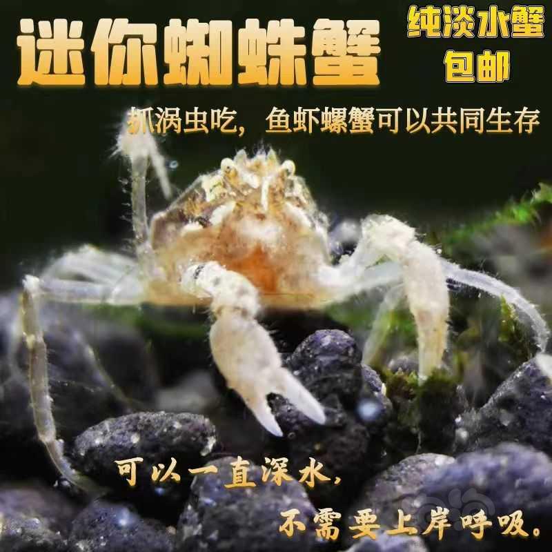 【虾螺】黑壳虾，花腰虾，正宗台湾大河藻虾，观赏彩虾，-图2