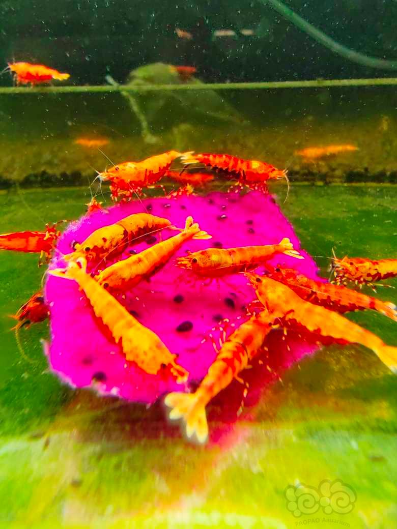 【水晶虾】红莽，种虾，出售-图6