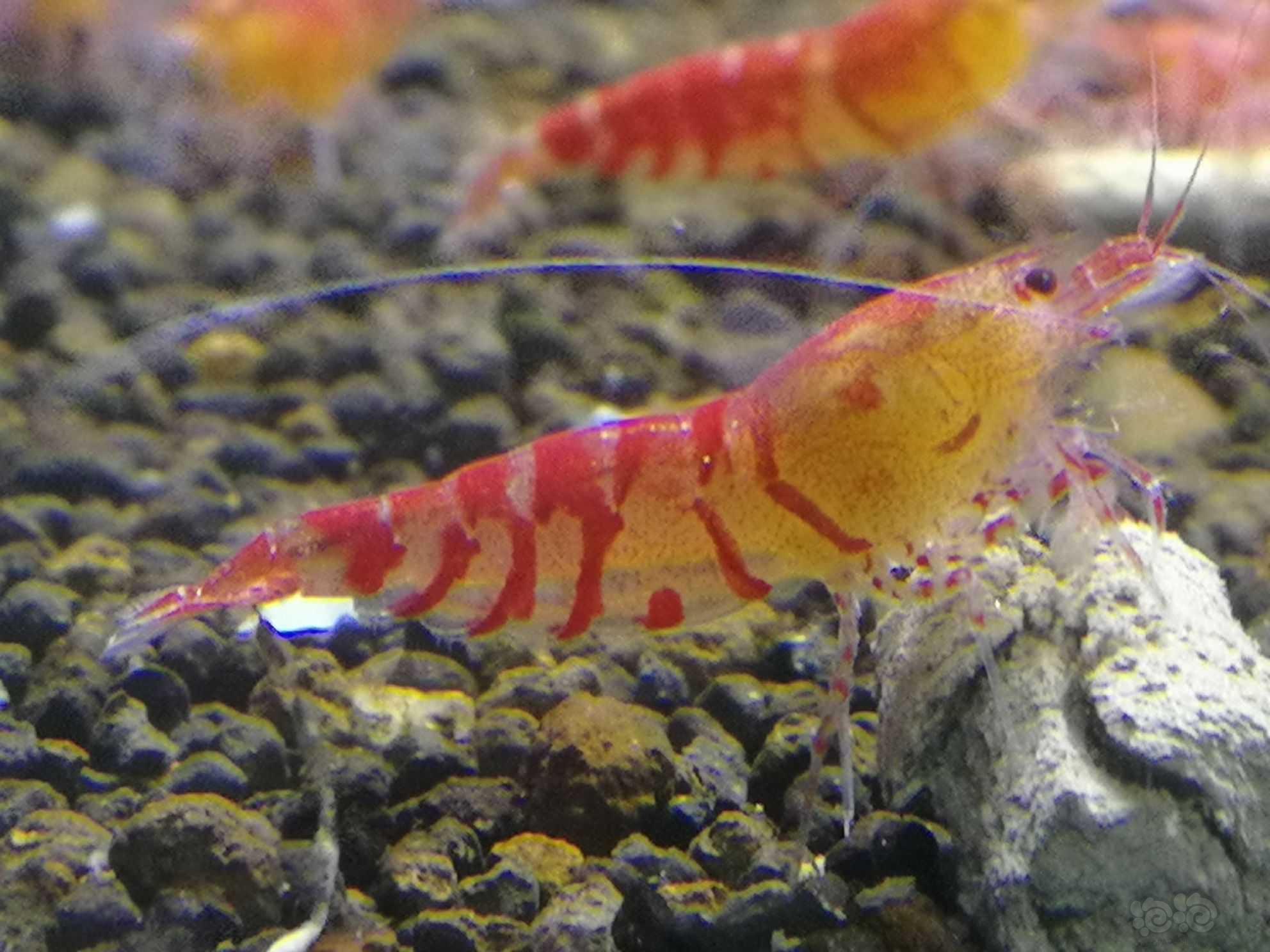 喷点红虎纹虾-图1