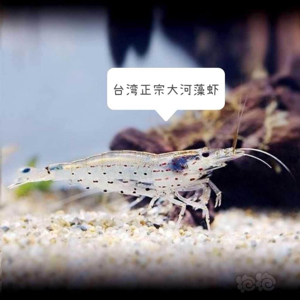 【虾螺】黑壳虾除藻黑壳虾，台湾正宗大河藻虾，彩色观赏虾-图2