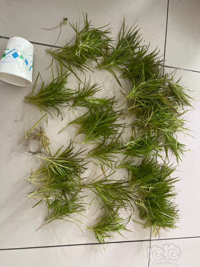 【有茎】日本箦藻，刚剪下来，可分株不低于50颗-图1