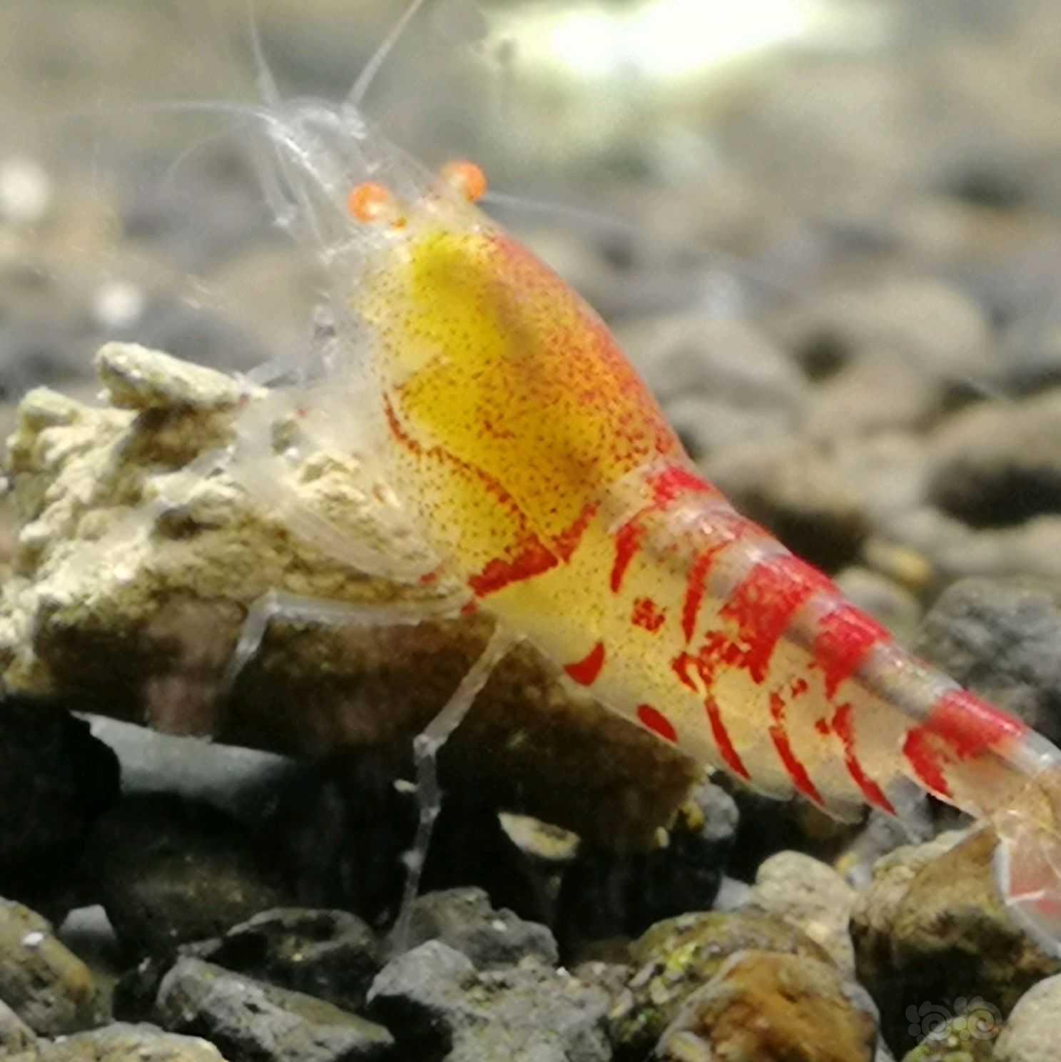 金眼红虎纹虾-图3