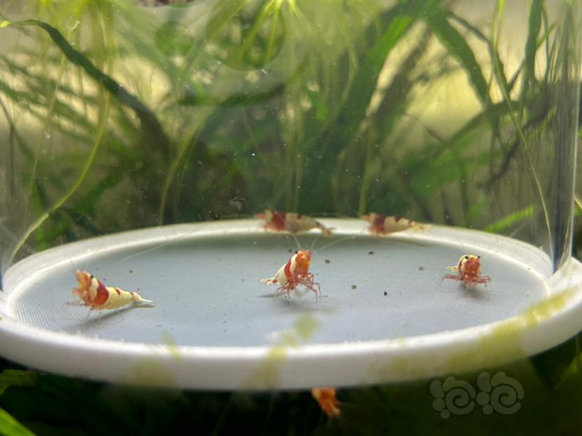 【水晶虾】纯血红白繁殖组两公三母（全部带蛋）-图6