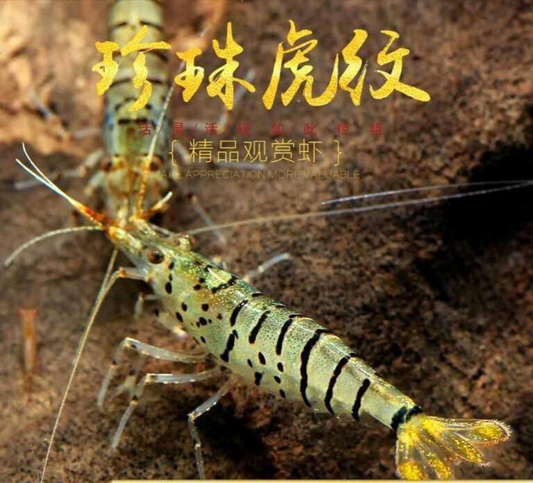 【水晶虾】收珍珠虎纹虾-图1