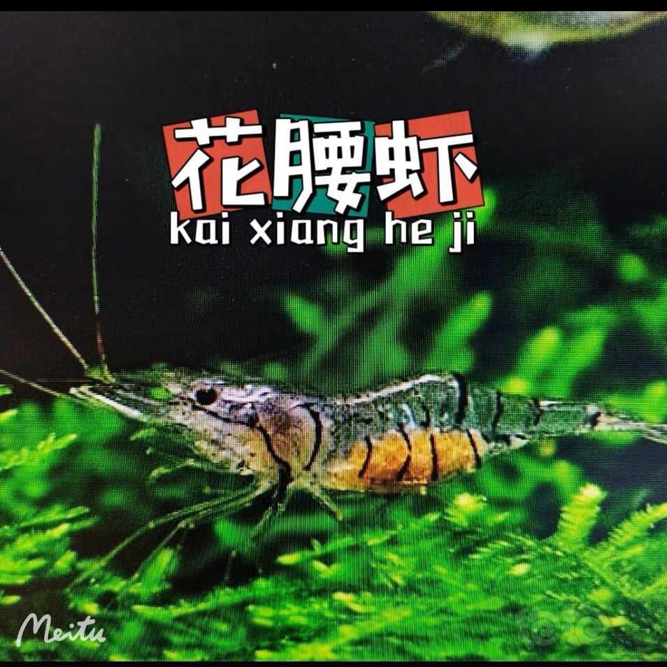 【虾螺】黑壳虾，花腰虾，正宗台湾大河藻虾，观赏彩虾，-图7