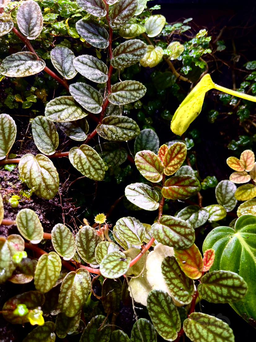 【雨林】夏威夷彩叶吐烟花、花叶吐烟花，雨林附生植物，藤蔓爬藤植物-图2