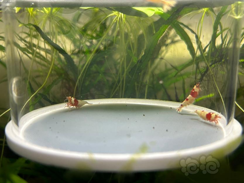 【水晶虾】纯血红白繁殖组两公三母（全部带蛋）-图8