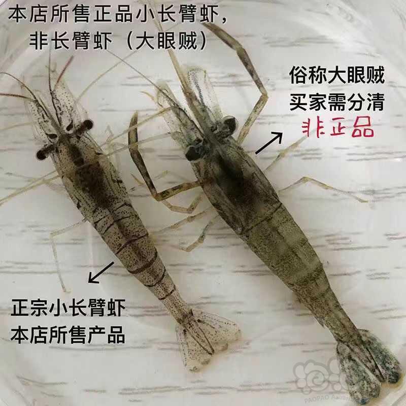 【虾螺】黑壳虾，花腰虾，正宗台湾大河藻虾，观赏彩虾，-图8