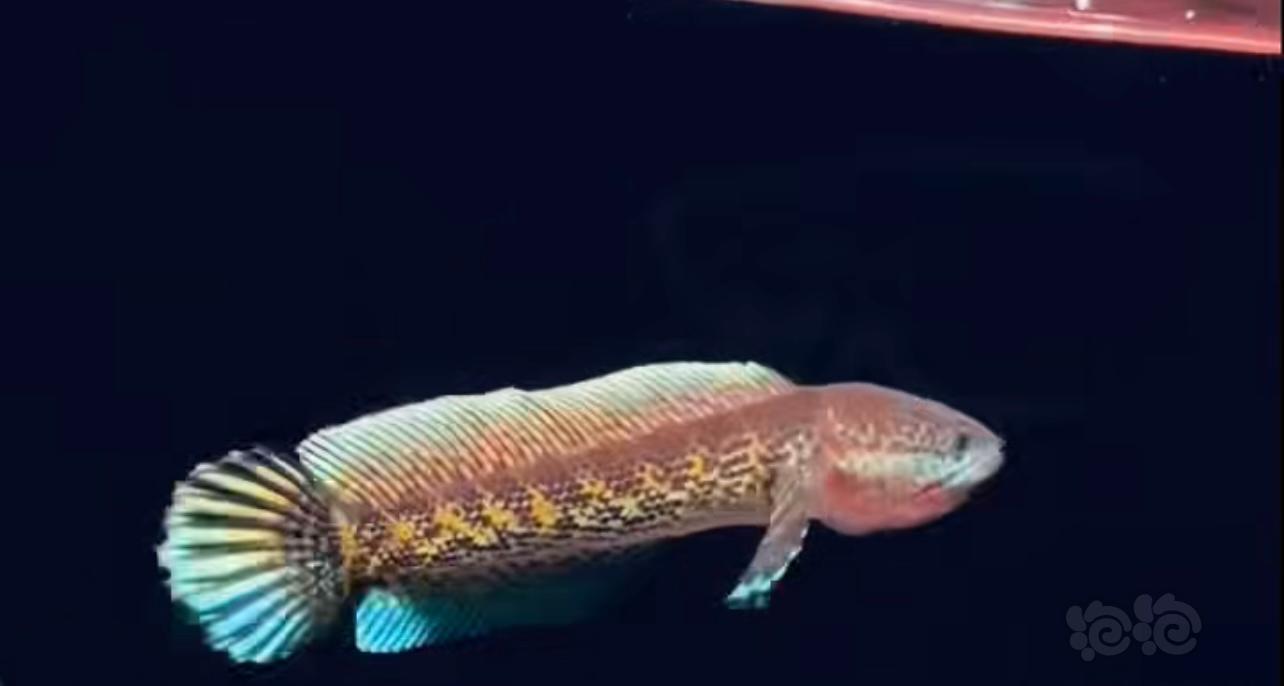 【鱼类】一鱼一拍，出精品雷龙-图1