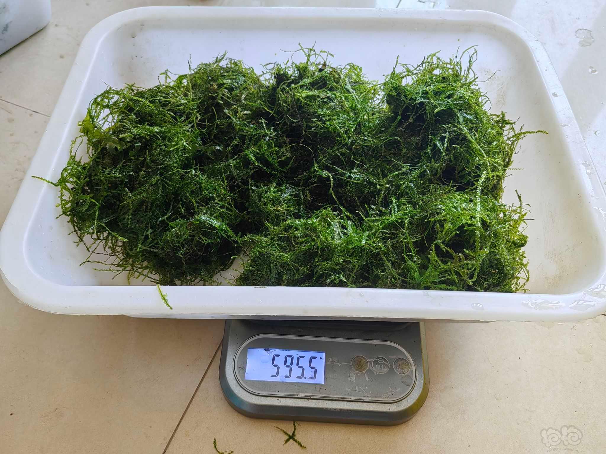 【莫斯】自用虾缸垂泪莫斯水草，无藻无螺。品质保证。量大便宜90一盆-图8