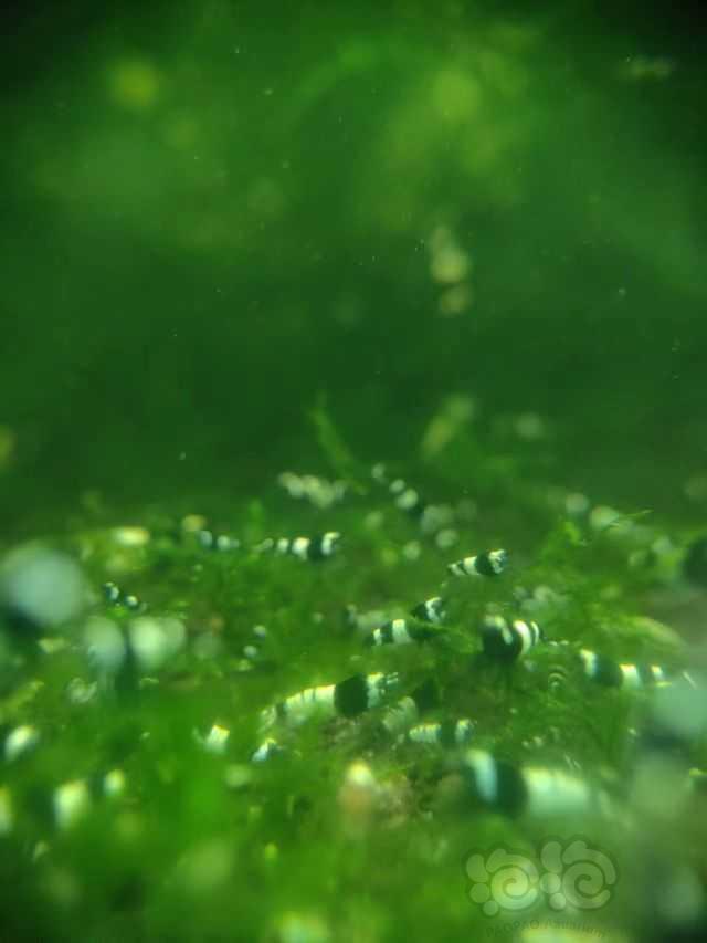 【水晶虾】减密度出酒红水晶虾黑金刚水晶虾-图4
