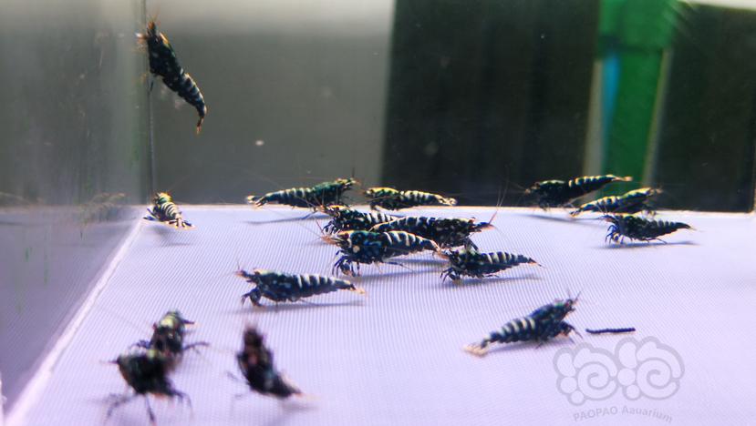 【水晶虾】黑银河公虾一份20只-图1