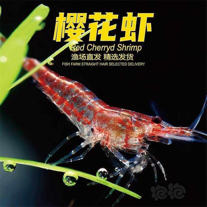 【虾螺】黑壳虾除藻黑壳虾，台湾正宗大河藻虾，彩色观赏虾-图9