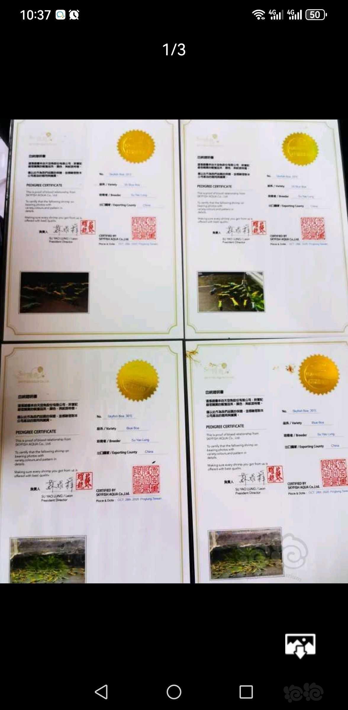 2024-06-25#RMB拍卖东北天空鱼蓝蟒母虾一只-图4