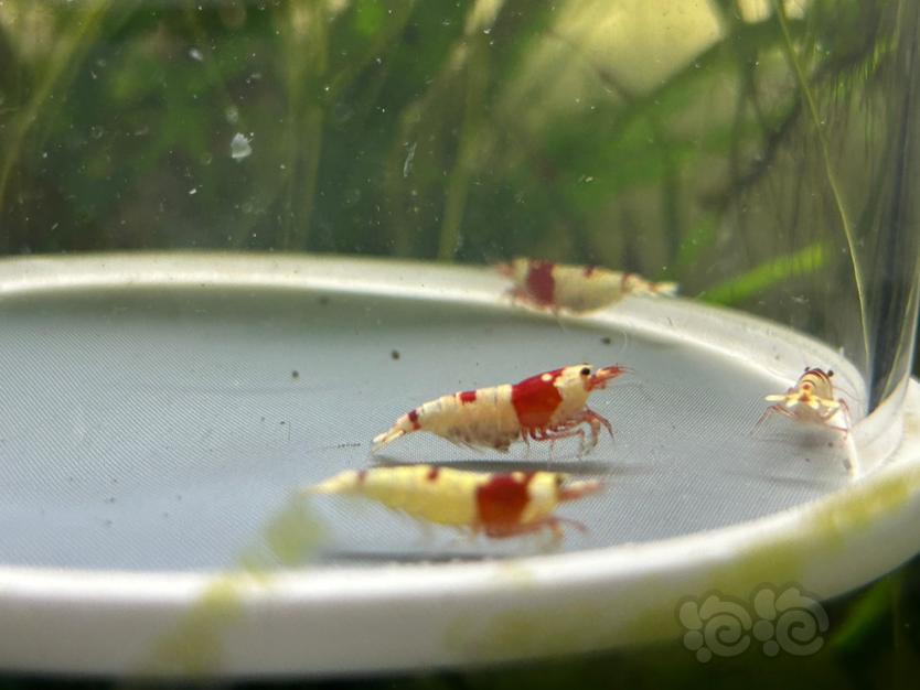 【水晶虾】纯血红白繁殖组两公三母（全部带蛋）-图5