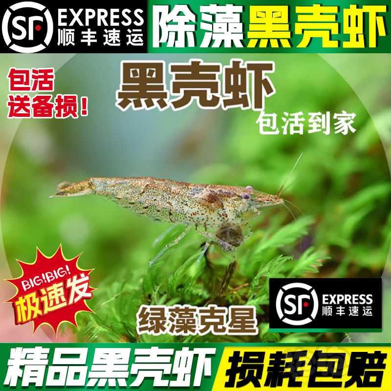 【虾螺】黑壳虾除藻黑壳虾，台湾正宗大河藻虾，彩色观赏虾-图1