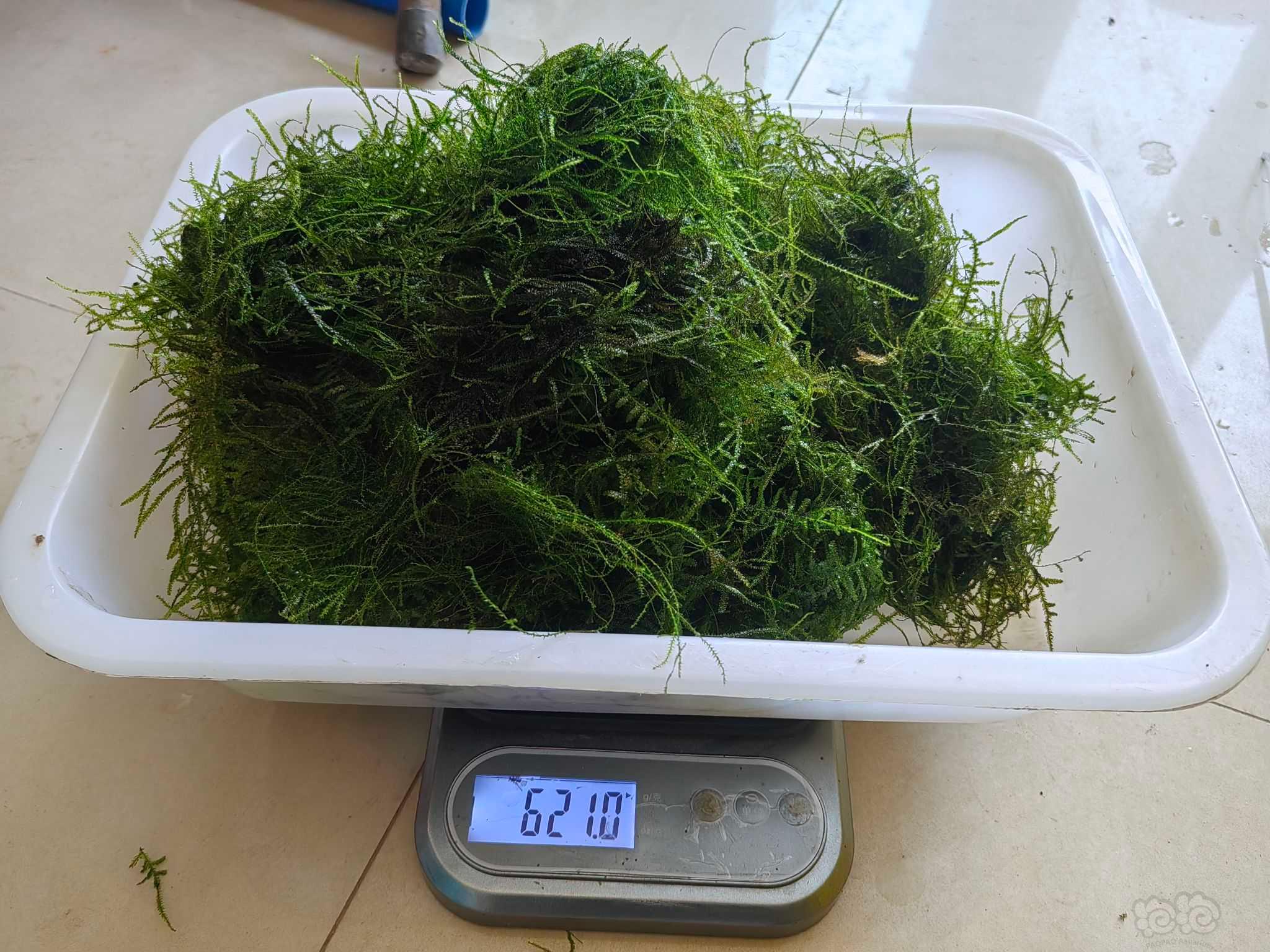 【莫斯】自用虾缸垂泪莫斯水草，无藻无螺。品质保证。量大便宜90一盆-图7