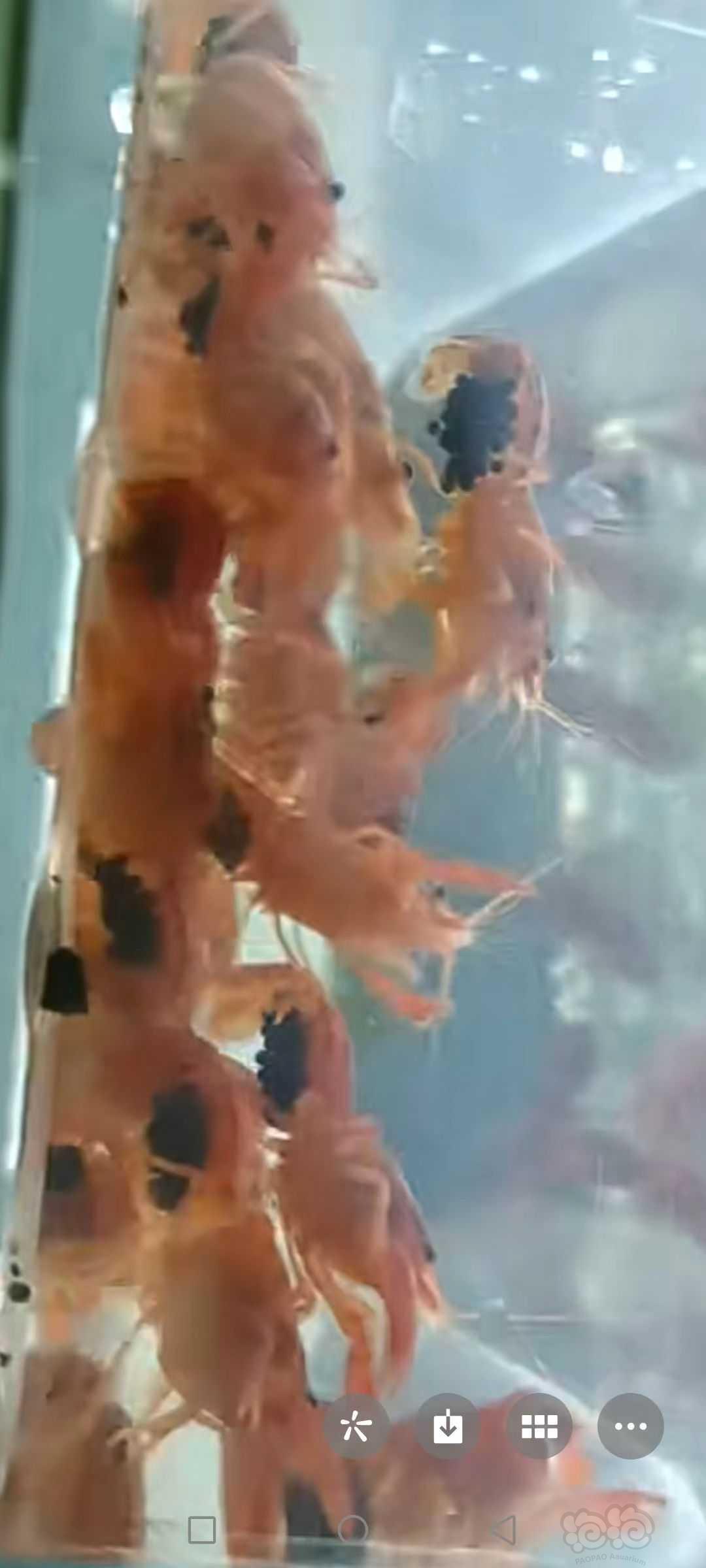 【螯虾】出侏儒橘抱卵母，苗子，繁殖组。-图3