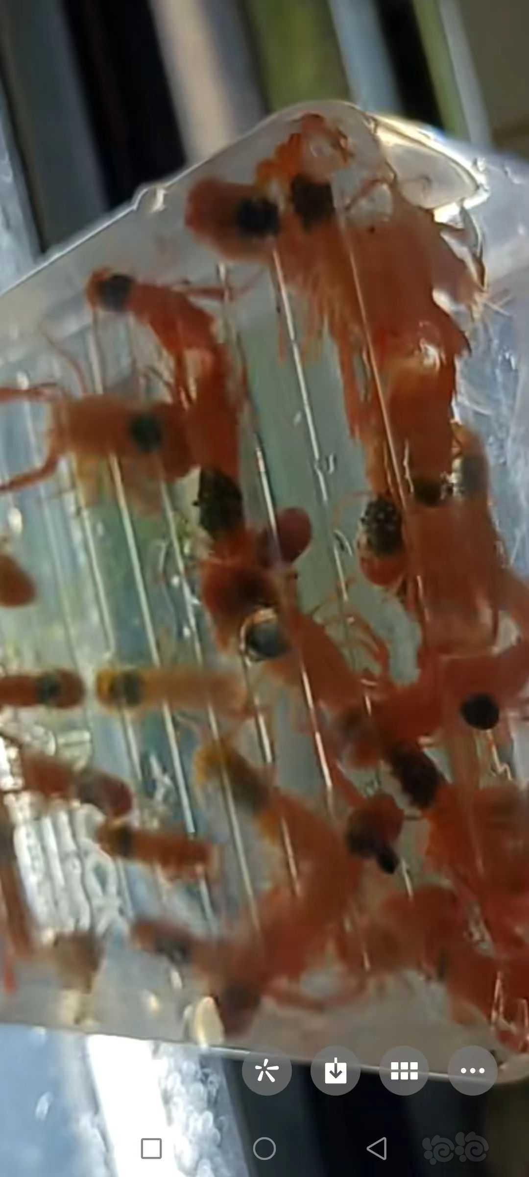 【螯虾】出侏儒橘抱卵母，苗子，繁殖组。-图4