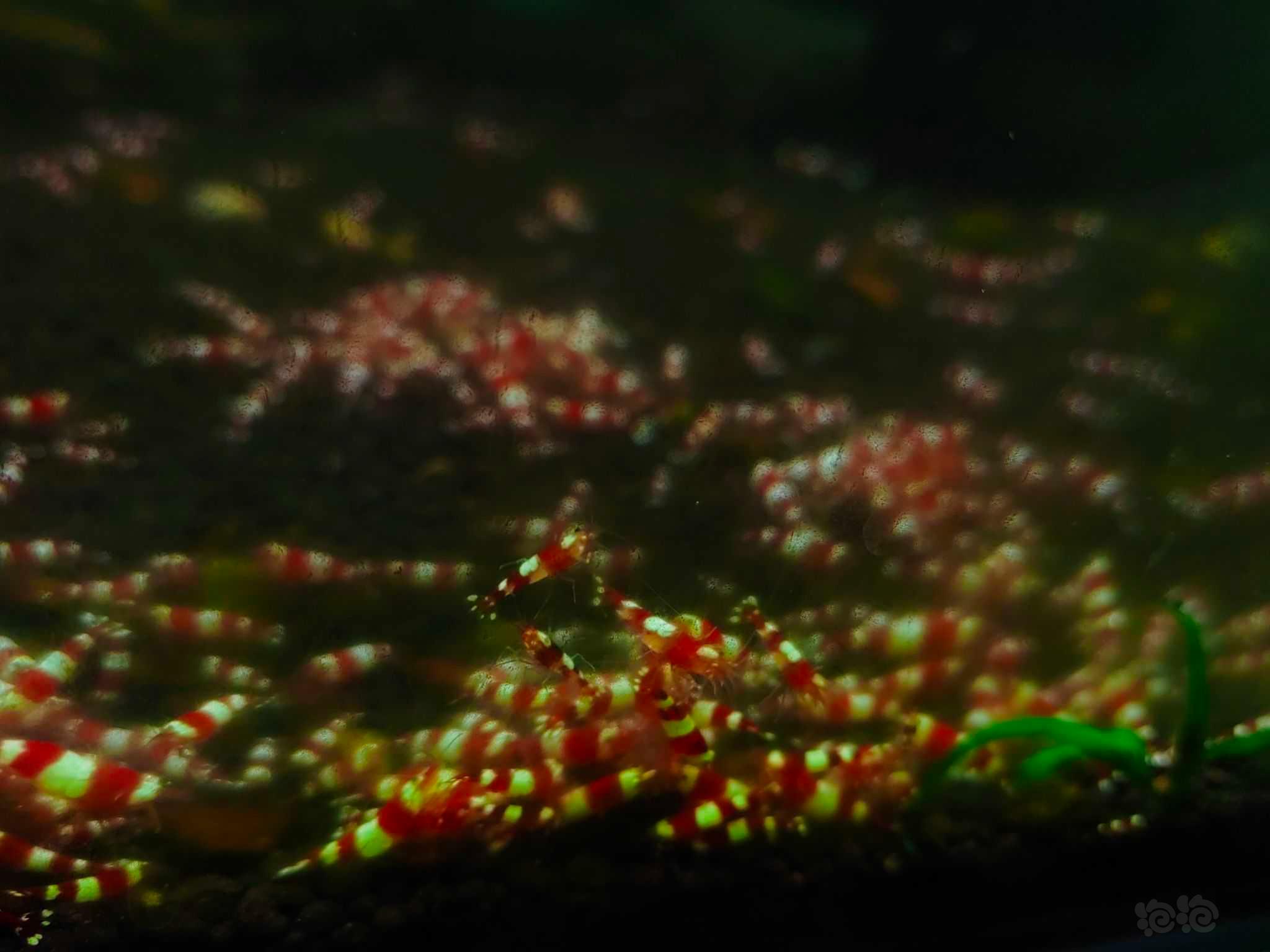 【水晶虾】少量出点超级稳定三段红白-图4