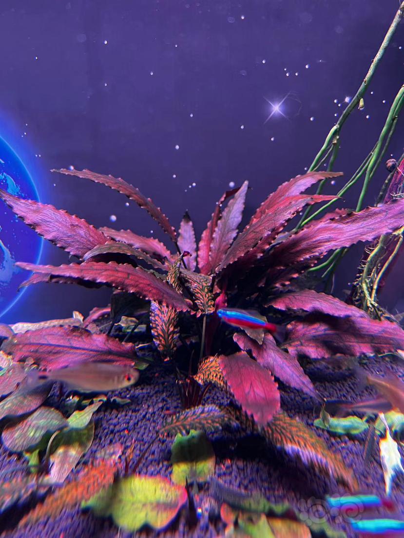 【椒草】迷你珊瑚莫斯，迷你粉红圣翠，红圣翠，红菲路，各种水上椒草-图3