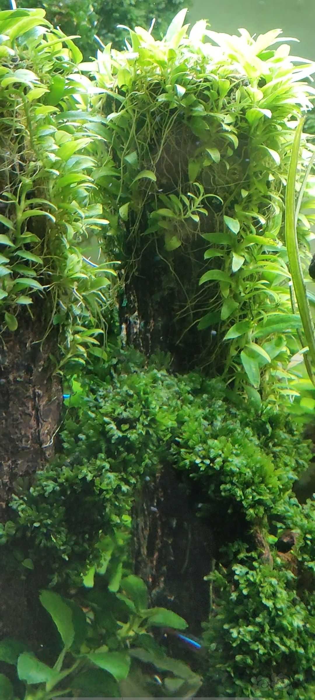 【深绿】水下爬藤索拉卡-图1
