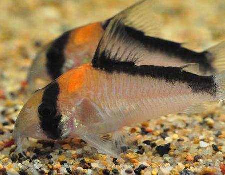 技术论坛花鼠鱼的疾病防治与繁殖