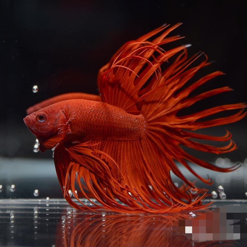 斗鱼泰国斗鱼之狮王